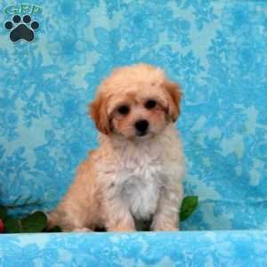 Peach, Maltipoo Puppy